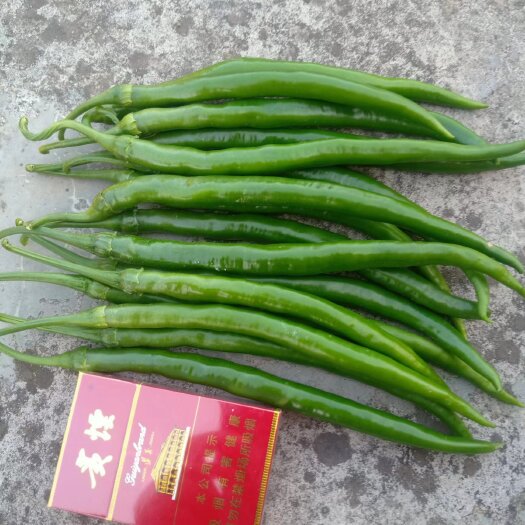 安顺精品三号线椒大量有货
