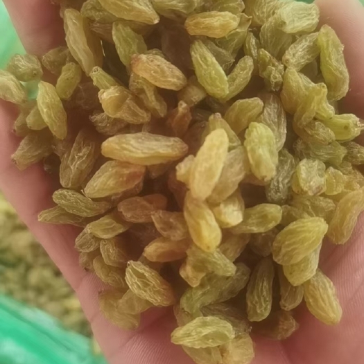 沧县绿葡萄干   新疆吐鲁番市葡萄干