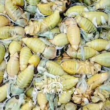 沂水县金蝉  白蝉生冻，知了，嫩姐留