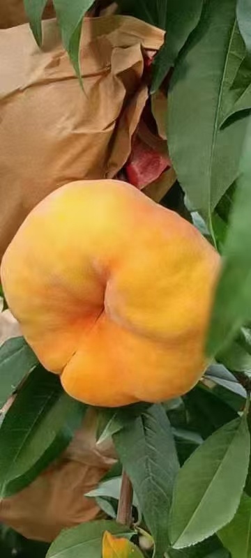 乾县黄金毛潘，色香味俱全