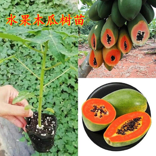 博罗县水果木瓜树苗红妃木瓜苗红心木瓜苗当年结果