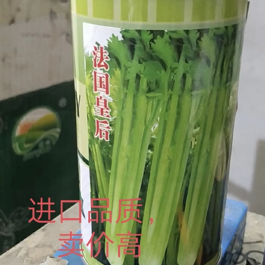 扶沟县法囯金皇后西芹菜种子抗病性强实心囗感好经济效益高