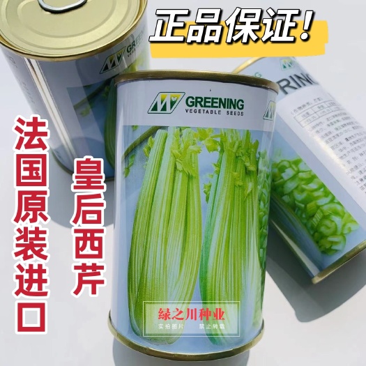 沭阳县原装法国皇后芹菜种子 皇后西芹种子 高产纤维少生长快