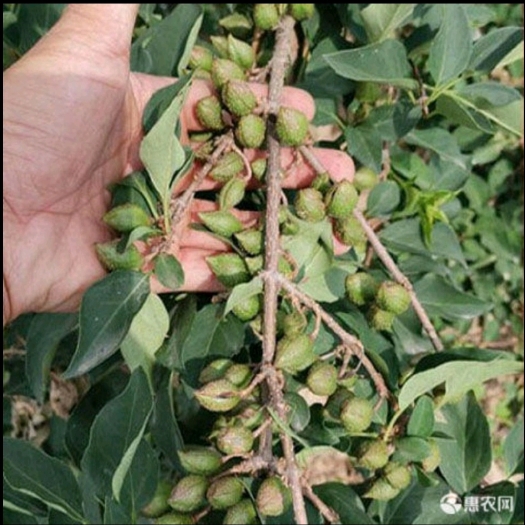 绛县药用连翘地经0.5以上高1米以上
