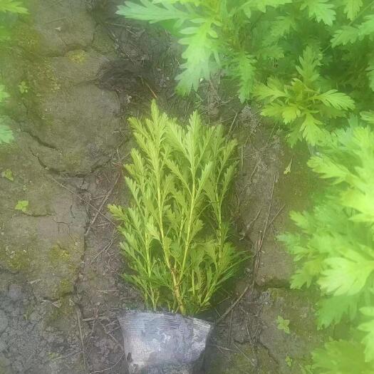 宜宾木春菊