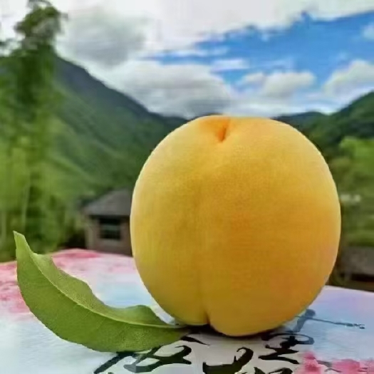 炎陵县锦绣黄桃