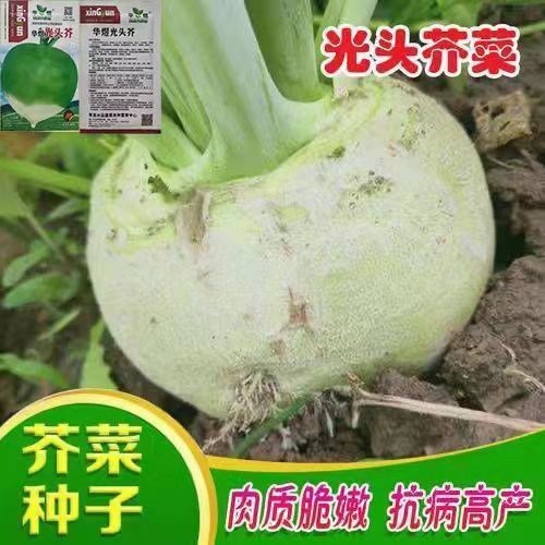 邵东市 芥菜种籽秋季光头芥菜种子小花叶大芥菜种子辣疙瘩辣菜蔬菜种菜