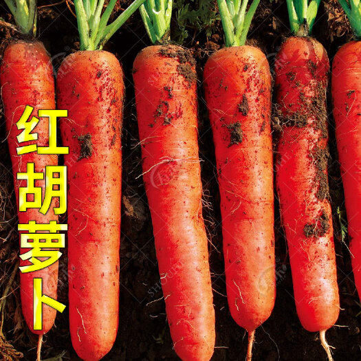 寿光市胡萝卜种子种籽孑子红水果萝卜罗卜的紫黑菜种紫色黄胡罗卜种大全