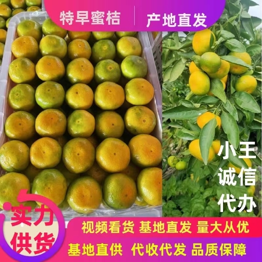 华宁县蜜橘 特早蜜桔 早熟桔子 叶桔 国庆蜜桔 贡桔 产地大量上市