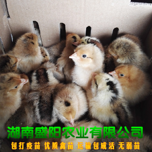 衡阳厂价直销麻黄2青脚土鸡苗青脚黄羽土鸡苗出壳小鸡苗成年肉质鲜美