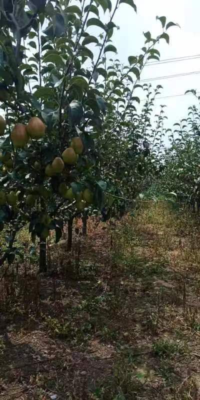 叶县红香酥梨