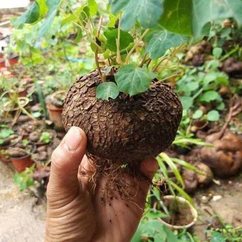 昆明金不换