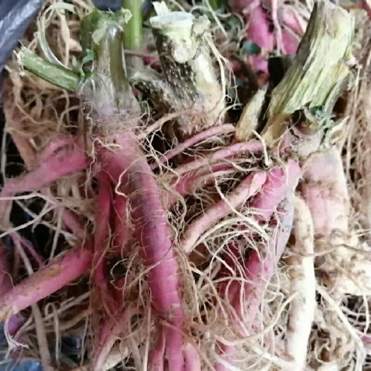 吴川市簕苋菜，红刺苋头 根