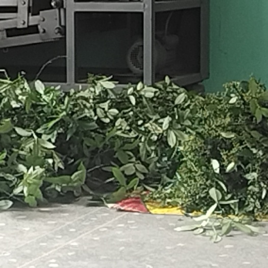 三都县贵州三都九阡三叶花椒