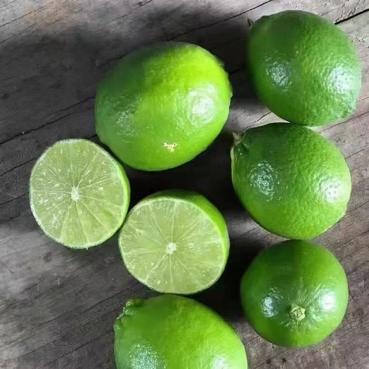 灵山县无籽青柠檬苗