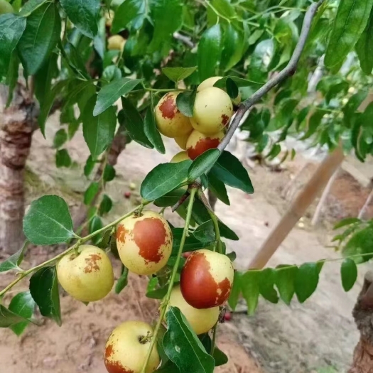 大荔县陕西大荔冬枣大量供应，批发现採现发。价位便宜，欢迎咨询
