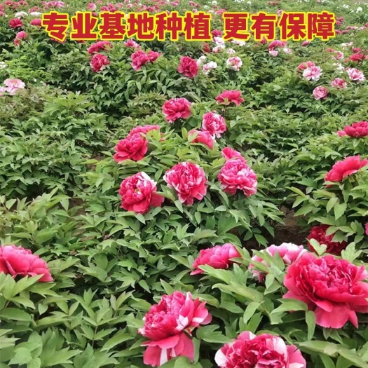 菏泽花二乔双色花菏泽观赏大花重瓣花卉盆栽地栽庭院阳台植物四季好养