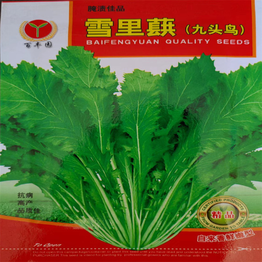 大叶雪里红种子松叶狮子头芥菜种子腊菜纤维少九头鸟雪里蕻籽