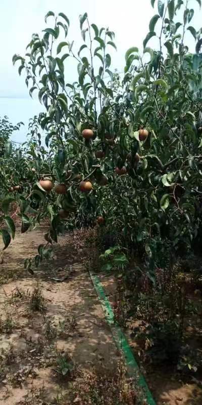 叶县圆黄梨