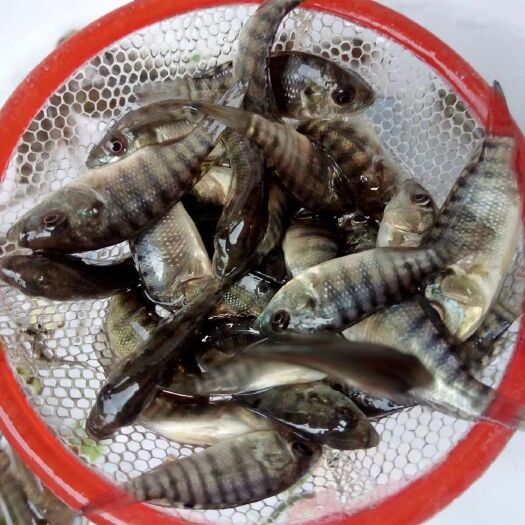 广州海南一号 罗非鱼苗 福寿鱼鱼苗