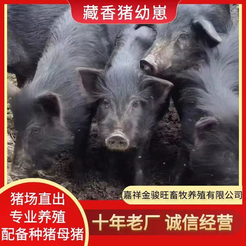 嘉祥县藏香猪纯种幼崽包打疫苗场家直发商品猪现货