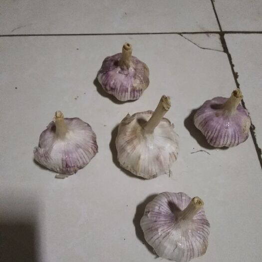 惠民县自家种的大蒜