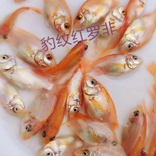 博罗县2022年头批红罗非鱼苗  彩虹鲷纹红罗非 淡水鱼苗零售批发
