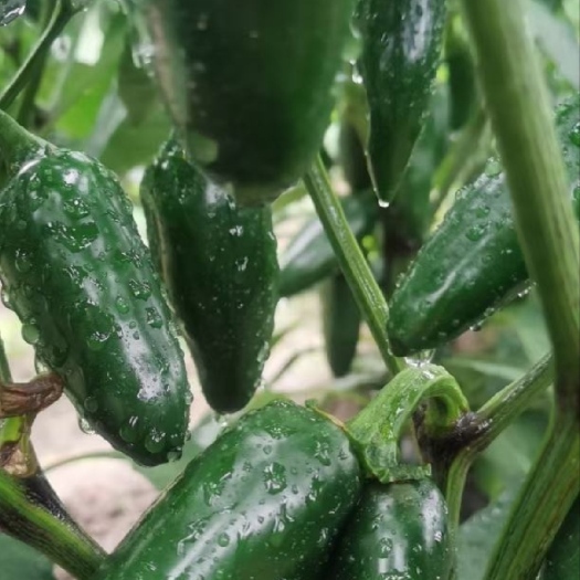 东北黑土地港椒泡椒农户自产自销一手货源质优价廉