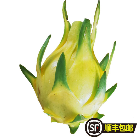 广州5斤顺丰包邮黄皮火龙果黄色果黄皮白心火龙果黄金果非麒麟燕窝果