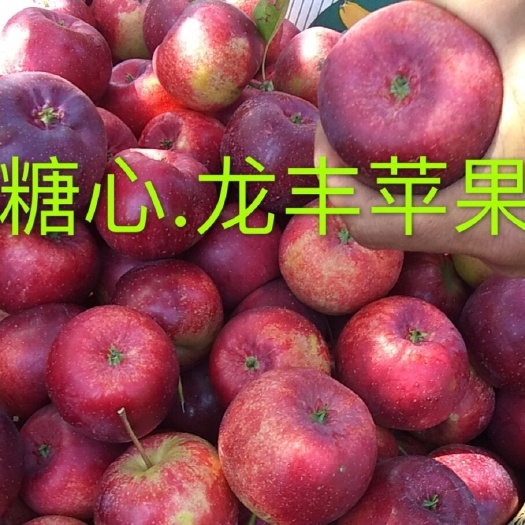 西丰县龙丰冰糖心苹果