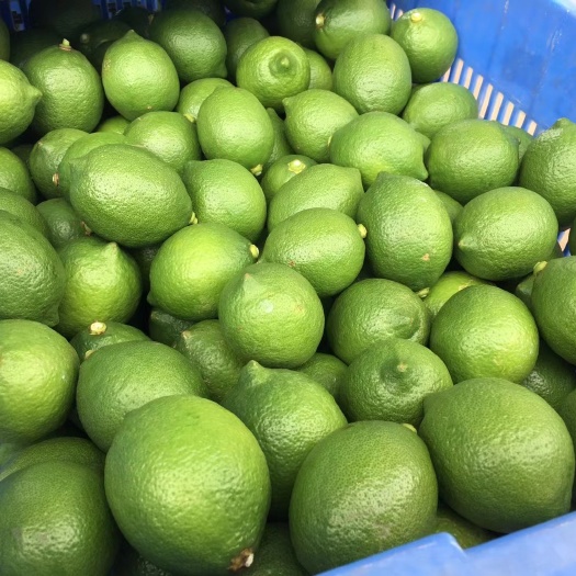 博罗县青柠檬大量上市