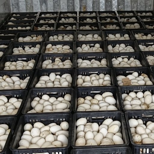 恩平市鲜鹅蛋  常年供应 狮头鹅蛋 灰鹅蛋 初生蛋 大双黄鹅蛋