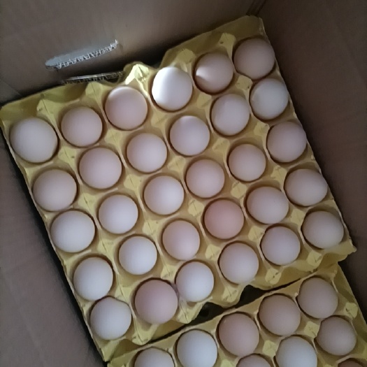 虞城县粉壳蛋  精品粉蛋