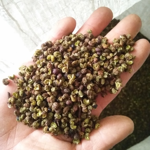遵义青花椒香麻麻椒2023新货上市特香特麻批发一手货源