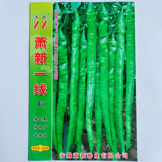 沭阳县辣椒种子萧新一线早熟抗病高产耐高温高湿果亮绿辣味香浓线椒种子