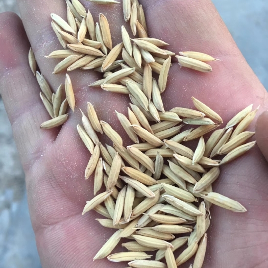 优质6203，汉中长粒香优质稻！鲜米优质稻的好原料