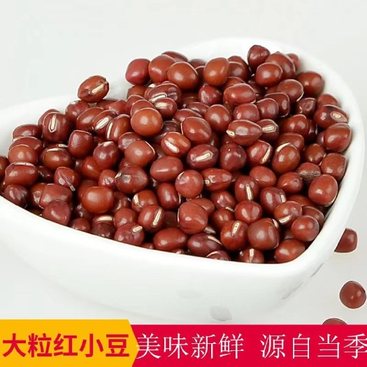 大颗粒红豆沙糯红小豆新货粮食东北大红豆25kg