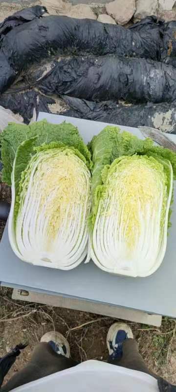 西吉县黄心大白菜大量上市