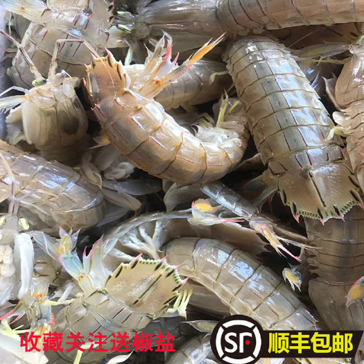 日照3斤顺丰包邮鲜活大公皮皮虾母虾蒸熟虾姑虾婆虾爬子濑尿虾熟冻