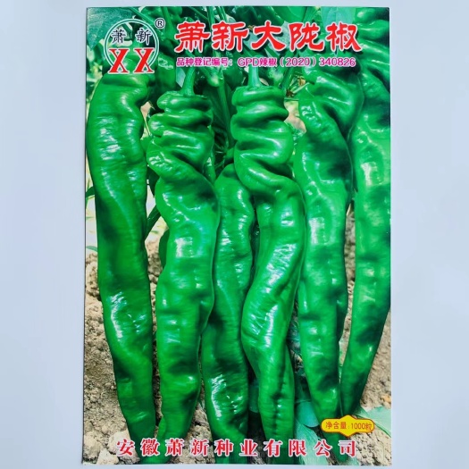 沭阳县辣椒种子萧新大陇椒早熟果实粗长羊角型翠绿色辣味香浓抗病