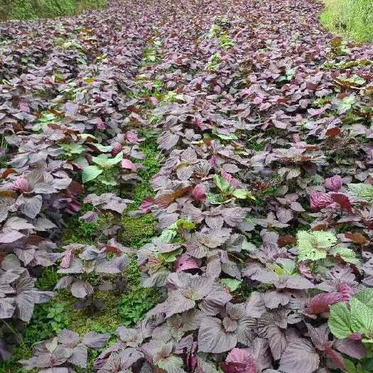 剑河县新鲜紫苏