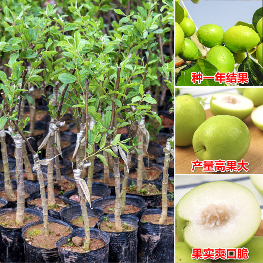 灵山县青枣苗   苹果枣苗 牛奶青枣树苗