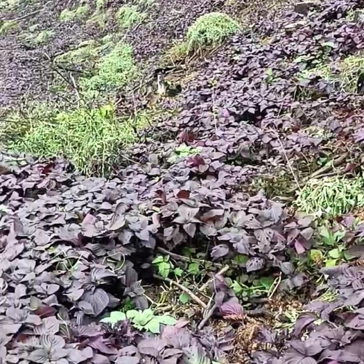 剑河县新鲜紫苏