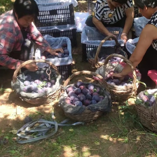 丰县河北保定黑布林李大量上头大
