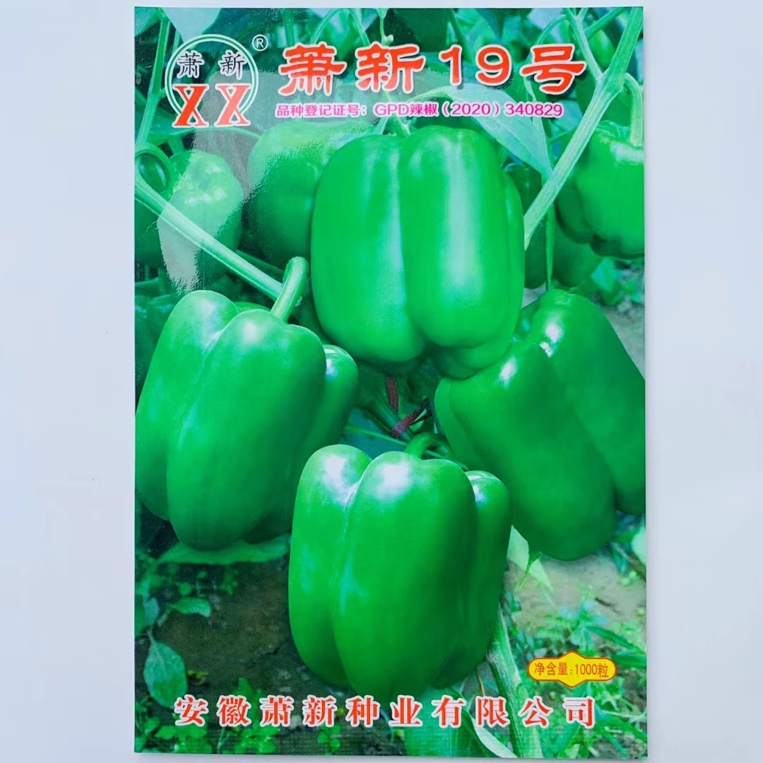 沭阳县辣椒种子萧新19号辣椒果实长方灯笼椒翠绿早熟高产肉厚囗味甘甜