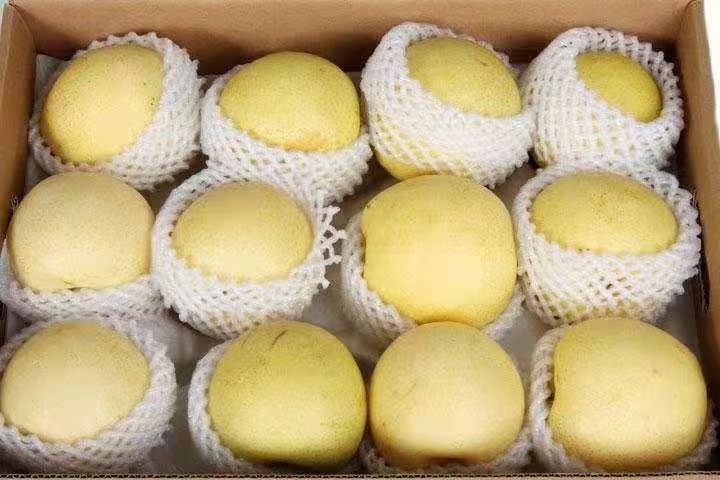 莒县山东黄金梨丰水梨圆黄梨秋月梨大量上市了，