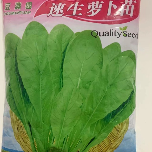 速生萝卜苗种子萝卜菜娃娃菜种子萝卜芽苗菜阳台四季盆栽盆栽水培