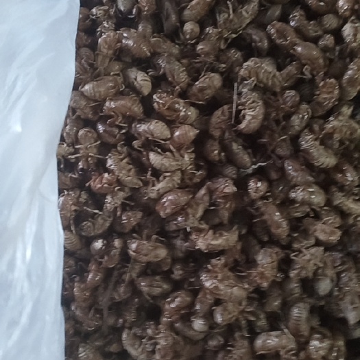 周至县蝉壳