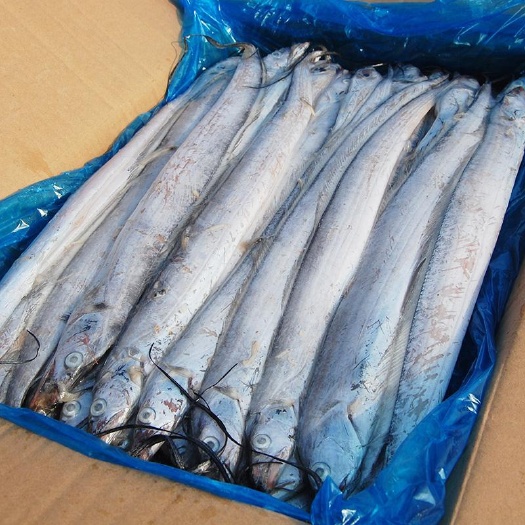 日照5斤整箱包邮新货海捕带鱼新鲜冷冻生鲜整条整箱海鲜刀鱼海鲜