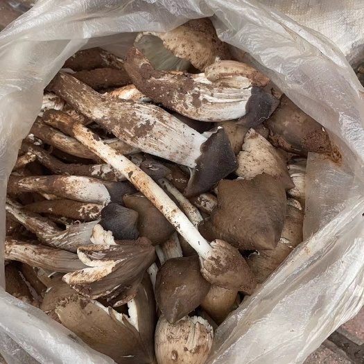 景东县精品云南鸡枞，【顺风空运包邮】一件代发，欢迎资询。